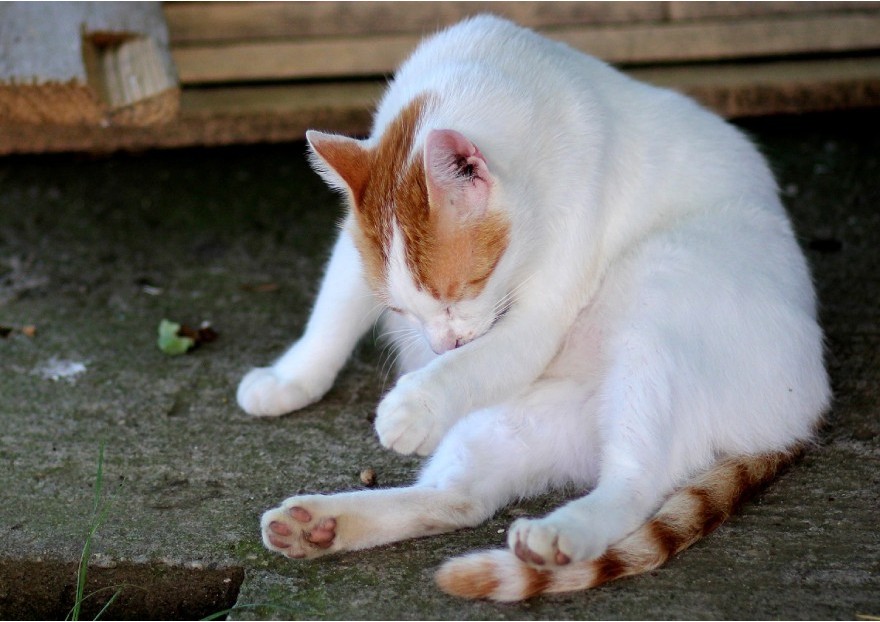 Le chat domestique : hygiène et soins