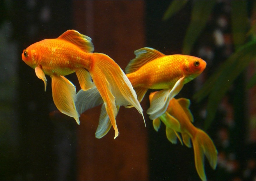 Chauffage aquarium – Mes petits poissons